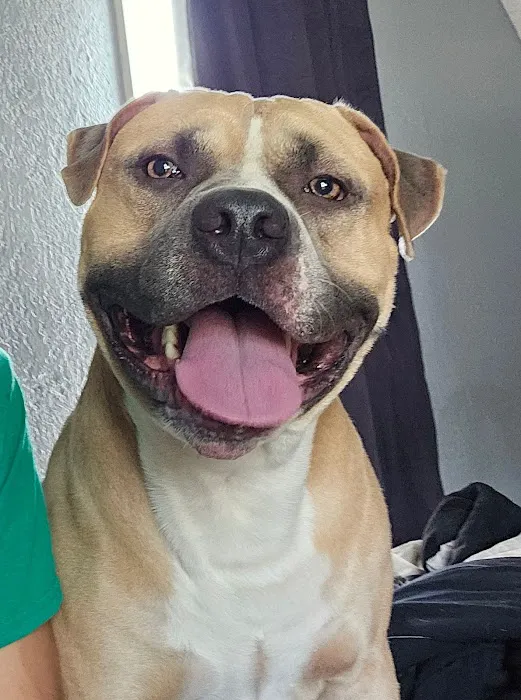 Fostoria Pet Hospital 12