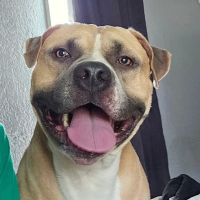 Fostoria Pet Hospital ico
