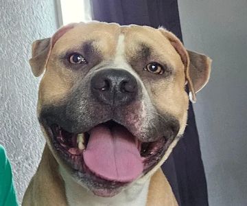 Fostoria Pet Hospital