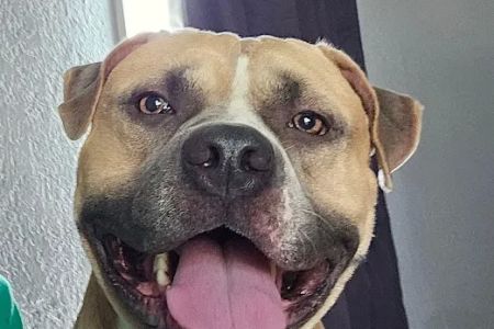 Fostoria Pet Hospital