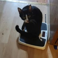 Fostoria Pet Hospital: Seidler Chris A DVM ico