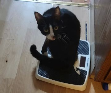 Fostoria Pet Hospital: Seidler Chris A DVM