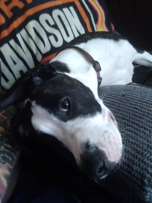 Fostoria Pet Hospital: Seidler Chris A DVM 3