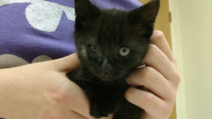 Fremont Animal Hospital 7