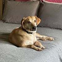 Fremont Animal Hospital ico
