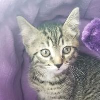 Countryside Veterinary Clinic ico