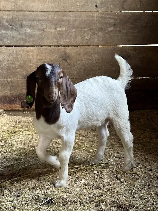 Countryside Veterinary Clinic 4