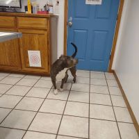 Harborview Animal Hospital ico