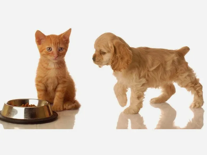 Harborview Animal Hospital 10