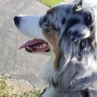 Catawba Veterinary Hospital ico