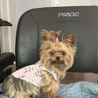 Osage Regional Veterinary Clinic ico
