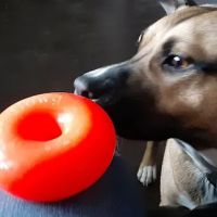 Brown Veterinary Clinic ico