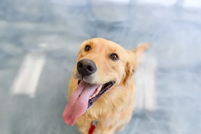 Carol House Quick Fix Pet Clinic 1