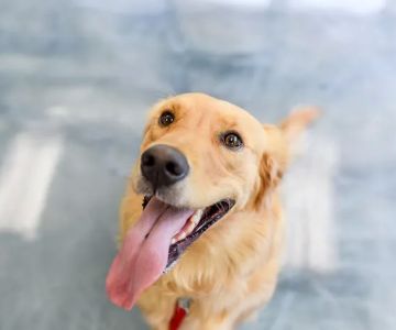 Carol House Quick Fix Pet Clinic