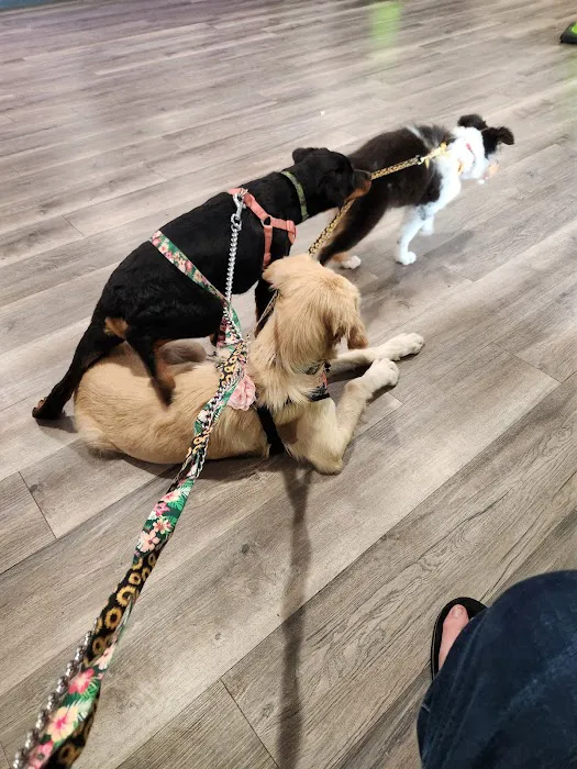 Carol House Quick Fix Pet Clinic 12
