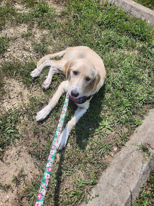 Carol House Quick Fix Pet Clinic 17