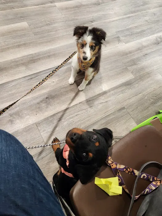Carol House Quick Fix Pet Clinic 14