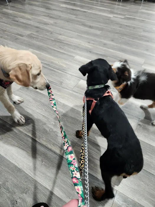 Carol House Quick Fix Pet Clinic 16