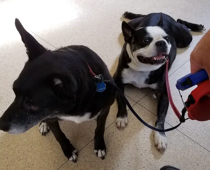 Bellemore Animal Hospital 8
