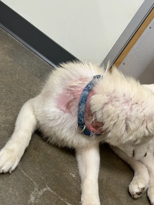 Bellemore Animal Hospital 4