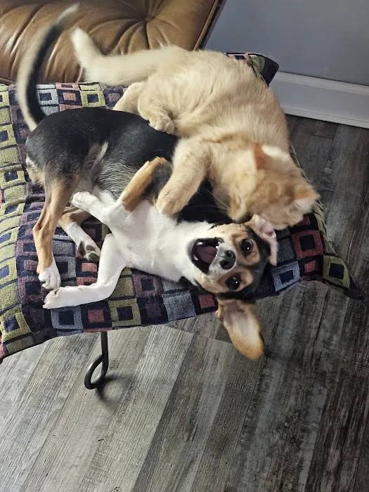 Bellemore Animal Hospital 2