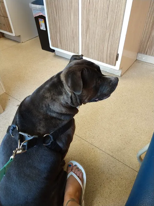 Bellemore Animal Hospital 3