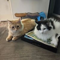 Bellemore Animal Hospital ico
