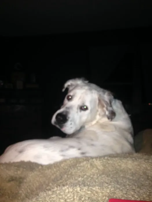Juniata Veterinary Clinic 4
