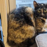 Eastern PA Animal Alliance -Wilkes Barre Location ico