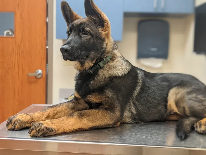 Wyoming Valley Veterinary Hospital 2