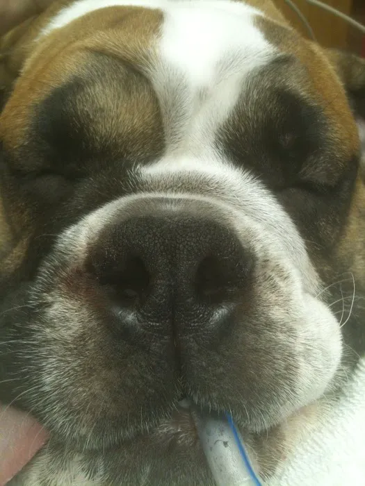 West Side Veterinary Hospital 12