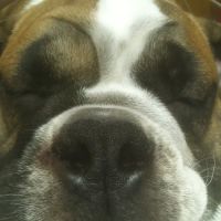 West Side Veterinary Hospital ico