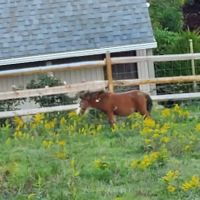 Valley View Veterinary Clinic ico