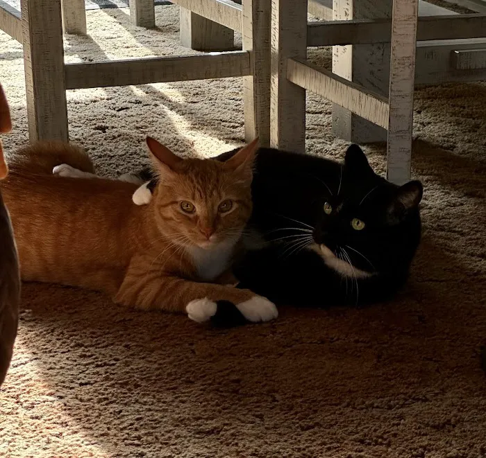 Trucksville Dog & Cat Hospital 10