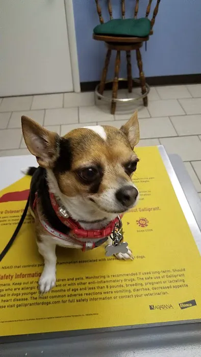 All About Animals Veterinary Services 12