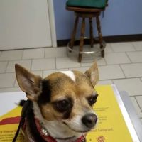 All About Animals Veterinary Services ico
