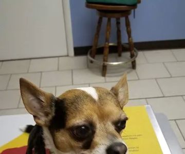 All About Animals Veterinary Services