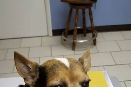All About Animals Veterinary Services