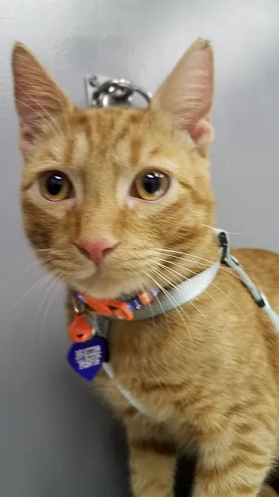 All About Animals Veterinary Services 12