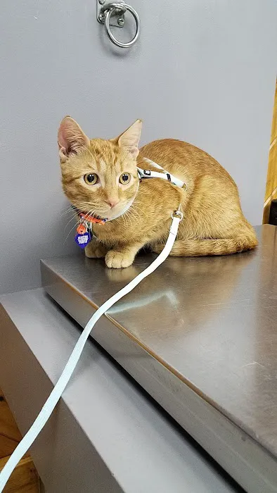 All About Animals Veterinary Services 12