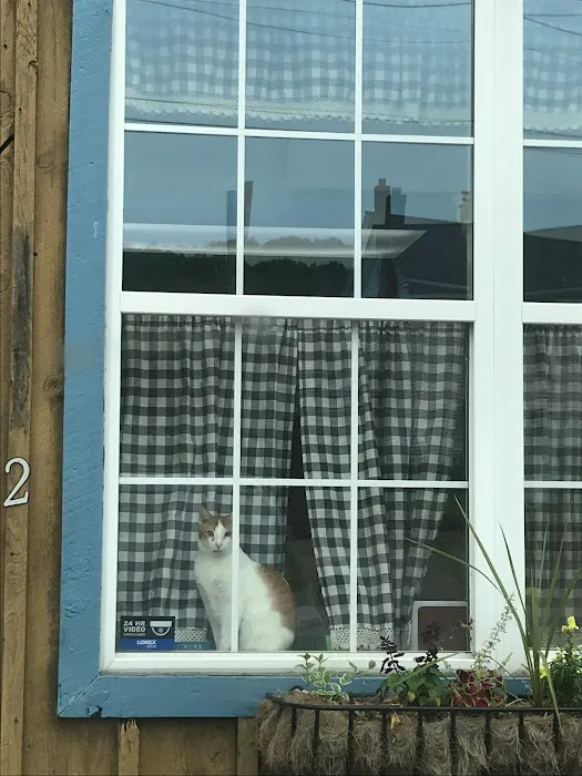 All About Animals Veterinary Services 12