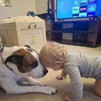 Plains Animal Hospital: Williamson Andrea DVM ico
