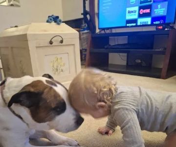 Plains Animal Hospital: Williamson Andrea DVM