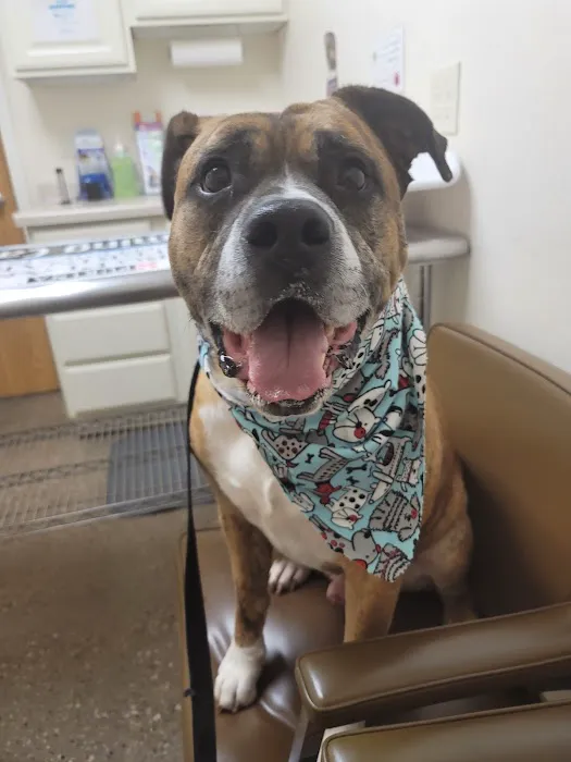 St. Bernard's Animal Medical Center 3