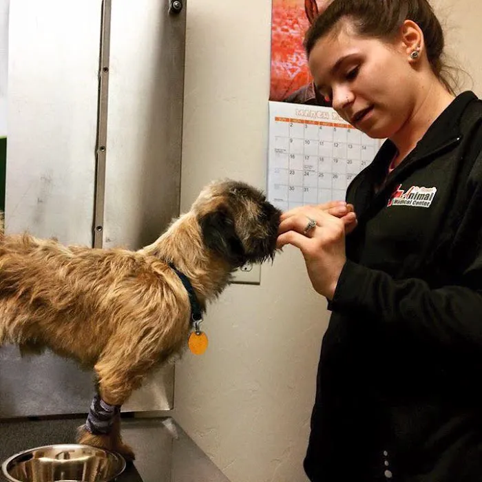St. Bernard's Animal Medical Center 10