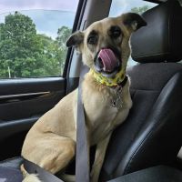 St Anna Veterinary Clinic ico