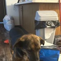 Vetco Vaccination Clinic ico