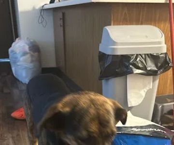 Vetco Vaccination Clinic