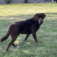 Animal Hospital of Oshkosh ico