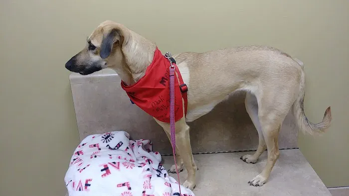 Animal Hospital of Oshkosh 6